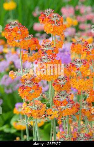 Primula Beesiana. Candelabra primevère. Candélabres, Primula fleurs hybrides de Harlow carr Harlow Carr RHS à Harrogate, England Banque D'Images