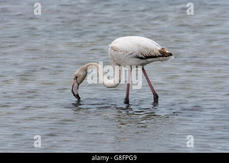 Un flamant rose à la recherche de nourriture sur l'eau dans le sud de la France. Banque D'Images