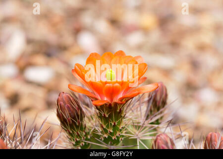 Cactus hérisson Orange et les bourgeons. Libre avec des fleurs et des épines. Image horizontale avec copie espace sur les côtés et au-dessus. Banque D'Images