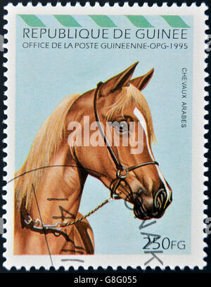 République de Guinée - circa 1995 : timbre imprimé en République de Guinée montre cheval arabe, circa 1995 Banque D'Images