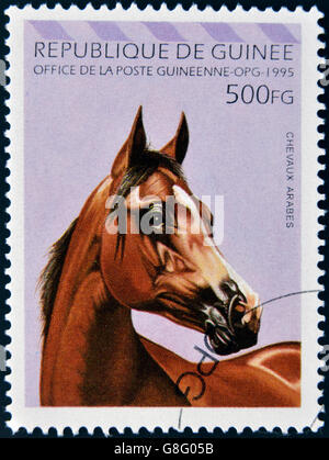 République de Guinée - circa 1995 : timbre imprimé en République de Guinée montre cheval arabe, circa 1995 Banque D'Images