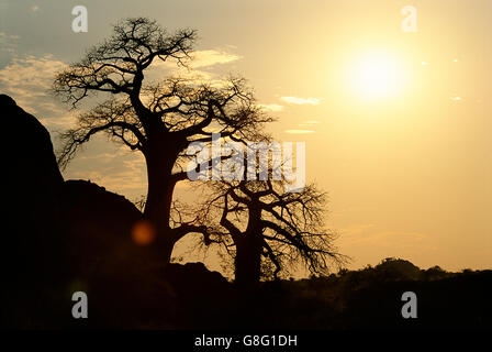 Les baobabs silhouette, royaume de Mapungubwe, Limpopo, Afrique du Sud. Banque D'Images