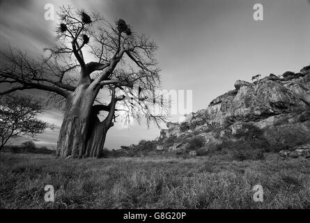 Des rochers et de baobab, le royaume de Mapungubwe, Limpopo, Afrique du Sud. Noir et blanc. Banque D'Images