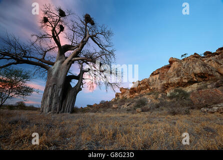 Des rochers et de baobab, le royaume de Mapungubwe, Limpopo, Afrique du Sud. Banque D'Images