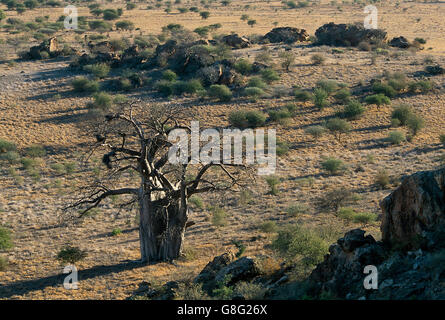 Des rochers et de baobab en semi-désert, royaume de Mapungubwe, Limpopo, Afrique du Sud. Banque D'Images