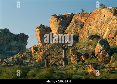 Des rochers et de baobab, le royaume de Mapungubwe, Limpopo, Afrique du Sud. Banque D'Images