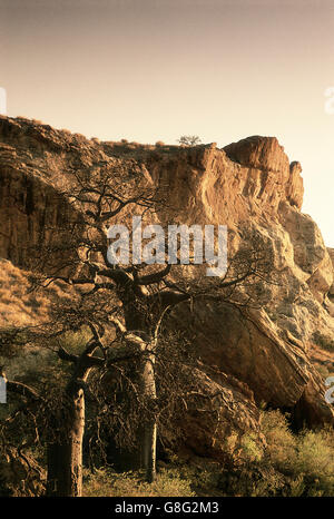 Des rochers et de baobab, le royaume de Mapungubwe, Limpopo, Afrique du Sud. L'art. Banque D'Images