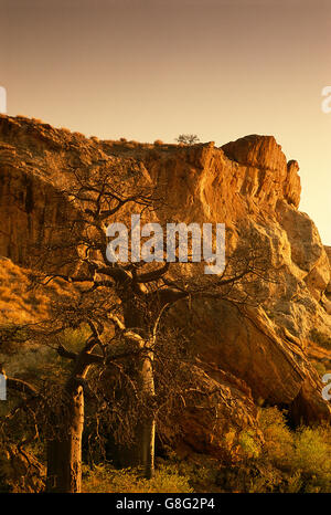 Des rochers et de baobab, le royaume de Mapungubwe, Limpopo, Afrique du Sud. Banque D'Images