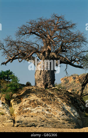 Des rochers et de baobab, le royaume de Mapungubwe, Limpopo, Afrique du Sud. L'art. Banque D'Images