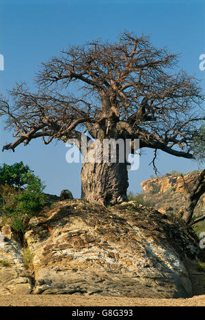 Des rochers et de baobab, le royaume de Mapungubwe, Limpopo, Afrique du Sud. Banque D'Images