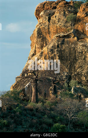 Des rochers et de baobab, le royaume de Mapungubwe, Limpopo, Afrique du Sud. Banque D'Images