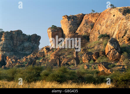 Des rochers et de baobab, le royaume de Mapungubwe, Limpopo, Afrique du Sud. Banque D'Images