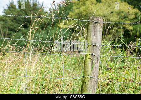 Gros plan d'une clôture en fil barbelé agrafée à un poste en bois au bord d'un champ dans la campagne, Peak District, Derbyshire, Angleterre, RU Banque D'Images