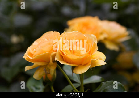 Rosa 'Absolutely Fabulous'. Arbuste jaune rose dans un jardin anglais. Banque D'Images