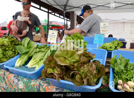 La laitue, Farmers Market, Tucson, Arizona, USA. Banque D'Images