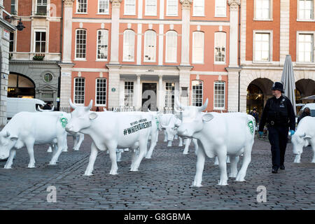 UTILISATION ÉDITORIALE SEULEMENT 20 statues de vaches blanches sont placées sur le marché de Covent Garden de Londres par Arla Foods pour lancer la campagne de la coopérative pour les produits portant la marque laitière appartenant aux agriculteurs. Banque D'Images