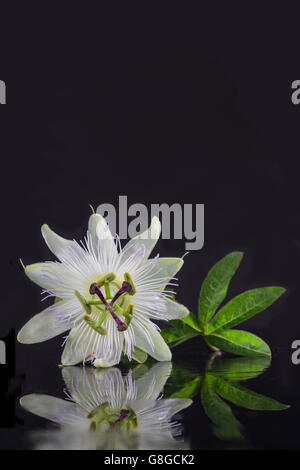 Belles fleurs blanches exotiques carpelle de Passiflora Foetida sur fond noir Banque D'Images