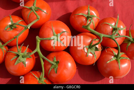 Les tomates biologiques sur la vigne, Farmers Market, Tucson, Arizona, USA. Banque D'Images