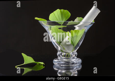 Ginko Bilboa feuille avec mortier en verre sur fond noir Banque D'Images