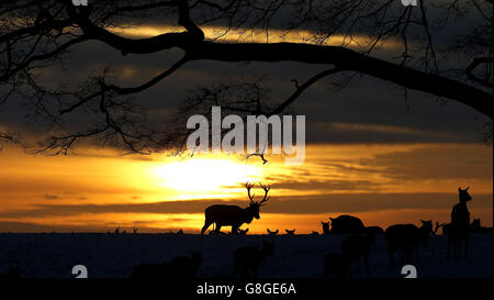 Deer errez sur le terrain du château de Raby dans le comté de Durham. Banque D'Images