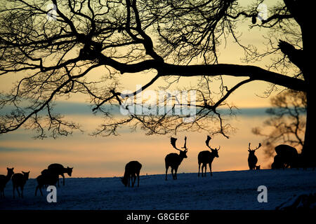 Deer errez sur le terrain du château de Raby dans le comté de Durham. Banque D'Images