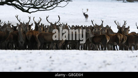 Les cerfs parcourent les terrains d'un château de Raby couvert de neige dans le comté de Durham. Banque D'Images