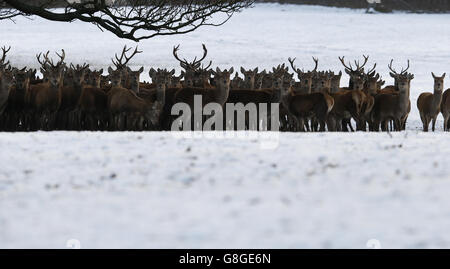 Les cerfs parcourent les terrains d'un château de Raby couvert de neige dans le comté de Durham. Banque D'Images