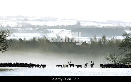 Les cerfs parcourent les terrains d'un château de Raby couvert de neige dans le comté de Durham. Banque D'Images