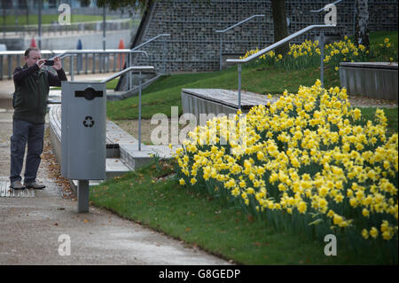 Les jonquilles fleurissent au parc olympique Queen Elizabeth de Stratford, dans l'est de Londres, alors que le Royaume-Uni pourrait être fixé pour le mois de décembre le plus chaud en près de 70 ans, alors que les températures de 16 °C ont laissé les Britanniques chanceler. Banque D'Images