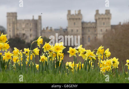 Les jonquilles en fleurs près du château de Windsor à Windsor, dans le Berkshire, car le Royaume-Uni pourrait être fixé pour le mois de décembre le plus chaud en près de 70 ans, alors que les températures de 16C ont laissé les Britanniques osciller. Banque D'Images