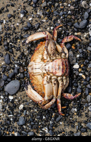 Un crabe mort illustré par le haut dans une plage avec de petites pierres noires et sable humide Banque D'Images
