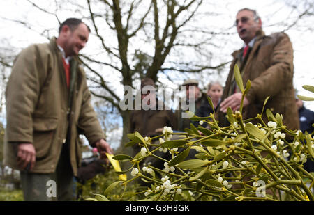 Nick Champion (à droite), le commissaire aux enchères, organise des procès lors de la vente aux enchères de Tenfbury Wells Mistletoe et Holly au Burford House Garden Store à Tenbury Wells. Banque D'Images