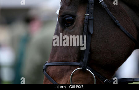 Un cheval dans le défilé announce le premier jour de l'International à Cheltenham Racecourse. Banque D'Images