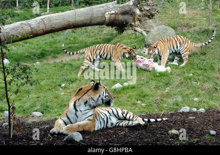 La nouvelle exposition sur le tigre d'Amour, qui comprend deux jeunes tigres d'Amour, Shilka et Zeya (derrière), sœurs nées au zoo d'Édimbourg en mars 2003 et Turlough, le tigre d'Amour mâle du zoo de Dublin. L'exposition de tigre de pointe ressemble à la forêt de climat froid de Sibérie, qui est l'habitat naturel du tigre d'Amour. On pense que la population sauvage du tigre d'Amur est inférieure à 400 et est menacée par la destruction de son habitat et le braconnage. Banque D'Images