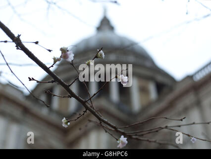 Un arbre en fleur à l'extérieur de la cathédrale Saint-Paul à Londres, car le temps pourrait être instable pour beaucoup à Noël avec des températures qui devraient revenir à des niveaux d'hiver « normaux » d'ici la fin de la semaine, a déclaré le met Office. Banque D'Images