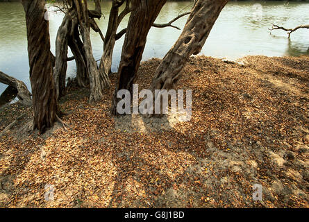 Inosculating arbres sur Lufupa river bank, Kafue National Park, province de l'Est, la Zambie. Banque D'Images