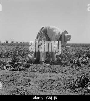 Travailleur agricole migrant Choisir les pommes de terre en champ, près de Shafter, Californie, USA, Dorothea Lange pour la Farm Security Administration, mai 1937 Banque D'Images