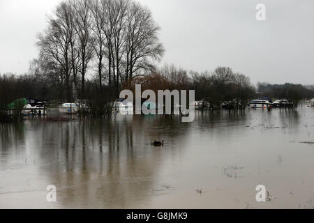 La Tamise a fait éclater sa rive à Newbridge West Oxfordshire à la suite de fortes pluies. Banque D'Images