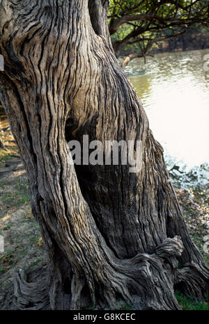 Inosculating arbres sur Lufupa river bank, Kafue National Park, province de l'Est, la Zambie. Banque D'Images