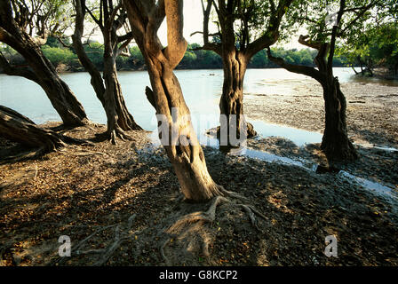 Inosculating entwining waterpear arbres sur Lufupa River Bank, Kafue National Park, province de l'Est, la Zambie. Banque D'Images