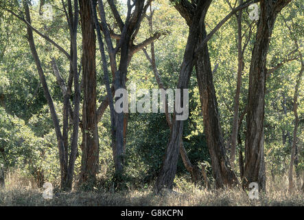 Les arbres en forêt, Chizarira, le sud de l'escarpement du Zambèze, au Zimbabwe. L'art. Banque D'Images