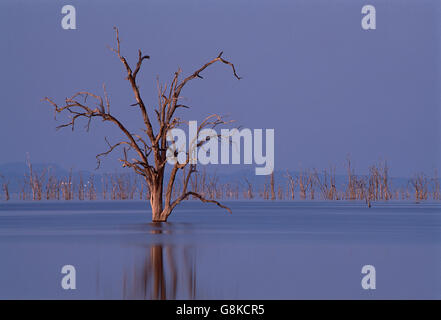 Les arbres morts du lac Kariba en hydroponique, soir, Zimbabwe. Banque D'Images