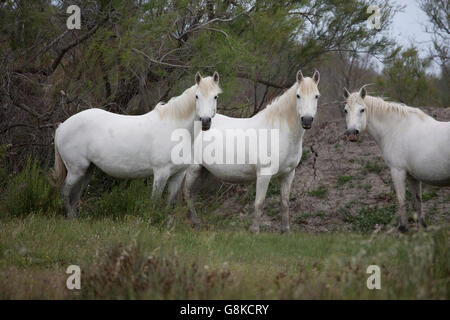 Trois chevaux blancs Camargue France Banque D'Images