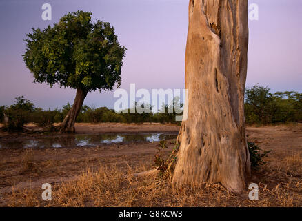 Pan Bushveld dans le parc national de Hwange, Zimbabwe. Banque D'Images