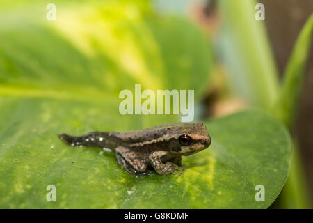 Osteopilus septentrionalis rainette cubaine - metamorph Banque D'Images