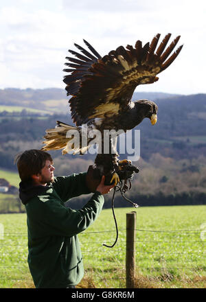 Rex, un aigle de mer de Steller âgé de 18 mois, est détenu par le gardien James Dennis après son retour à la fondation Eagle Heights Wildlife Foundation (EHWF) à Eynsford, dans le Kent. Banque D'Images