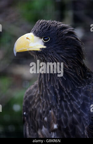 Rex, un aigle de mer de Steller âgé de 18 mois, est assis dans son enceinte après son retour à la fondation Eagle Heights Wildlife Foundation (EHWF) à Eynsford, dans le Kent. Banque D'Images