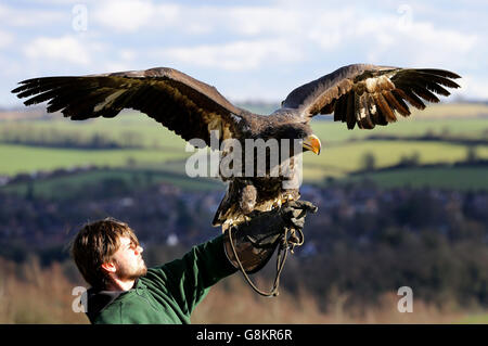 Rex, un aigle de mer de Steller âgé de 18 mois, est détenu par le gardien James Dennis après son retour à la fondation Eagle Heights Wildlife Foundation (EHWF) à Eynsford, dans le Kent. Banque D'Images