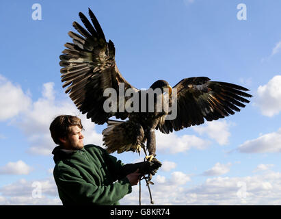 Rex, un aigle de mer de Steller âgé de 18 mois, est détenu par le gardien James Dennis après son retour à la fondation Eagle Heights Wildlife Foundation (EHWF) à Eynsford, dans le Kent. Banque D'Images