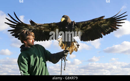 L'aigle de mer retourne manquant Banque D'Images